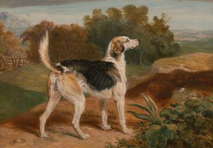 Ravager, een van de Lambton Hounds